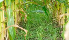 Grass performs well as catch-crop in maize