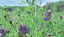 Two new alfalfa varieties on the market
