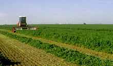Grow alfalfa to be less reliant on global protein prices