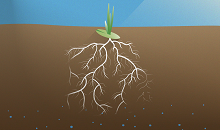 Deep roots fight spring drought 