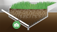 How deep root mass can help fight drought